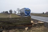 Wycinka drzew przy drodze krajowej 45. Ruszyła przebudowa odcinka krajówki z Reńskiej Wsi do Poborszowa