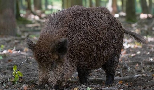 Wystąpienie afrykańskiego pomoru świń u świń w gospodarstwie  wiąże się z koniecznością podjęcia przez Inspekcję Weterynaryjną stanowczych działań celem jak najszybszej likwidacji tego ogniska oraz prowadzenia działań mających na celu ustalenie źródła choroby oraz czy nie doszło do przeniesienia choroby do innych gospodarstw (lub innych podmiotów, np. rzeźni).Źródło: Główny Inspektorat Weterynarii