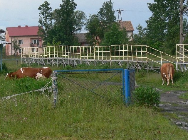 Dwa lata od zapowiedzi o remoncie, na boisku w Sobowie rośnie trawa i pasą się krowy a sympatycy piłki nożnej pytają, gdzie są pieniądze na jego modernizację?