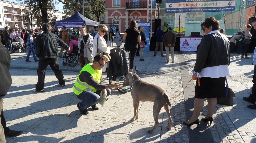 "Nie kupuj-adoptuj!" - festyn dla zwierząt w Częstochowie [ZDJĘCIA]