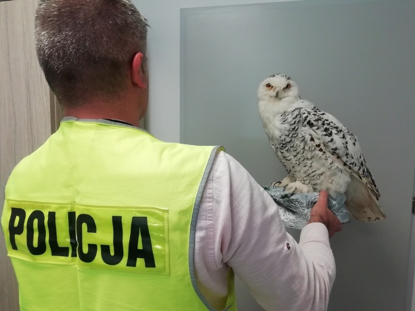 Mieszkaniec gminy Lubaczów sprzedawał spreparowane ptaki objęte ścisła ochroną. Grozi mu kara więzienia [ZDJĘCIA]