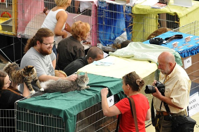 To była kolejna już edycja Międzynarodowej Wystawy Kotów Rasowych organizowana przez Cat Club Bydgoszcz.