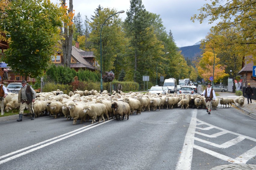 Taki widok tylko w Zakopanem: środkiem ulicy wędruje stado owiec