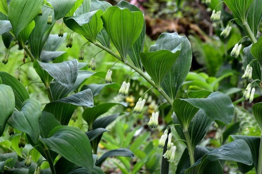 Kokoryczka wielokwiatowa to idealna roślina na cieniste...