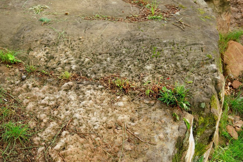 "Kurze stopki" - niezwykłe ślady sprzed ćwierć miliona lat można oglądać nad zalewem w Brodach. Zobacz zdjęcia i film