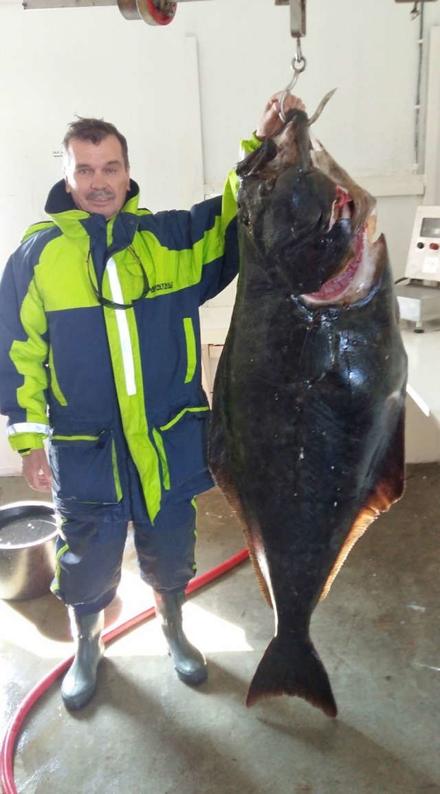 Tadeusz Kęciński pod koniec maja, wędkując z łodzi, poskromił halibuta atlantyckiego, ważącego 45,4 kg  i mierzącego 157 cm