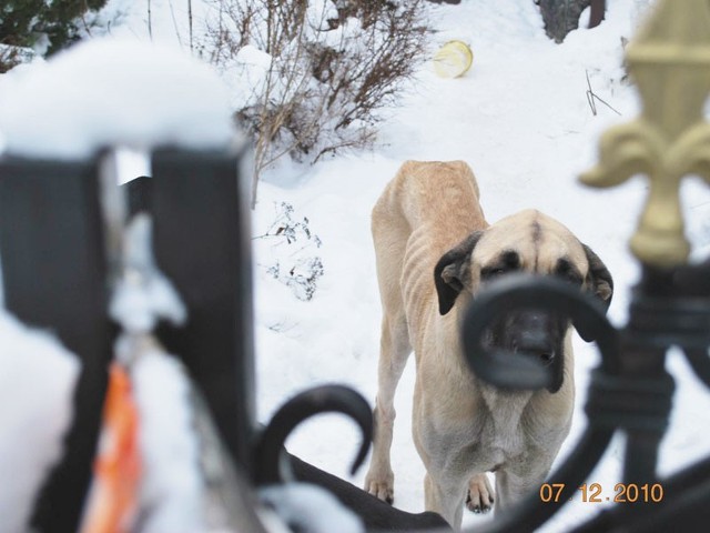 Natasza &#8211; według swoich właścicieli, małżeństwa Ł. &#8211; po prostu szczupły, zadbany dog.