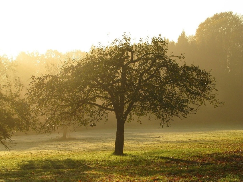 Jesienny oprysk drzew owocowych pomaga zapobiegać rozwojowi...