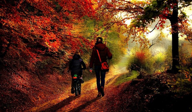 Babie lato w październiku nadaaje charakter polskiej złotej jesieni. Czym  jest jesienne babie lato? [21. 10. 2019 r.] | Dziennik Zachodni