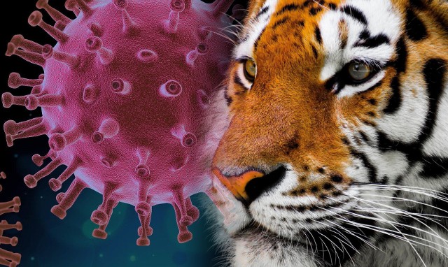 W zoo w Nowym Yorku stwierdzono zakażenie koronawirusem u czteroletniego tygrysa. To nie pierwsze zarażeniem SARS-Cov-2 u zwierząt.