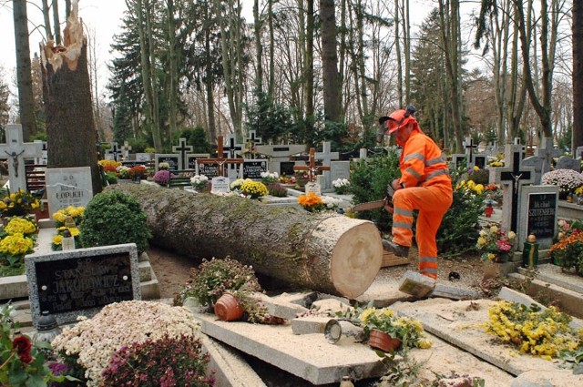 Na groby na koszalińskim cmentarzu komunalnym przewróciło się ogromne drzewo