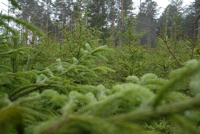 Leśnicy proponują naturalne choinki w atrakcyjnych cenach