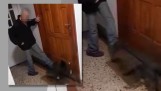 46-latek z Kościerzyny zamknął kota na korytarzu i znęcał się nad nim. Sprawą już zajęła się policja. Grozi mu do 3 lat więzienia [ZDJĘCIA]