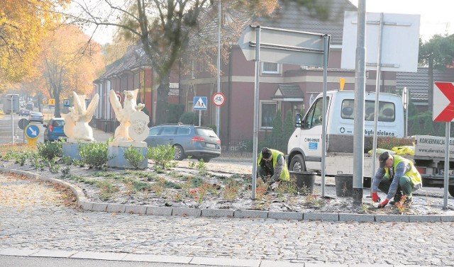 W tym tygodniu na rondzie najpierw zostały wyłożone maty antychwastowe, a później posadzono rośliny, które zakwitną wiosną