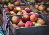 Jabłka w skupie są ponad 2 razy droższe niż rok temu. Na straganach też płacimy więcej za kilogram owoców