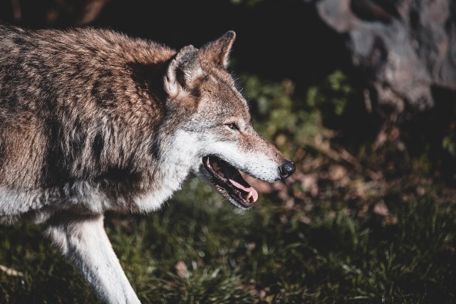 Na terenie gminy Lubiszyn wilki miały zaatakować zwierzęta domowe.