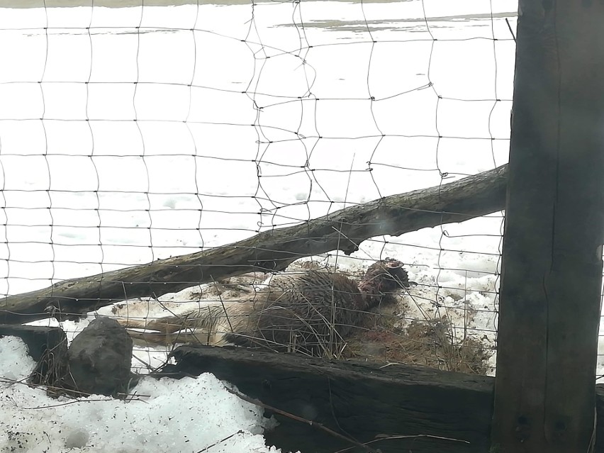 Atak wilków na Dolnym Śląsku. Wdarły się na podwórko i zagryzły zwierzęta