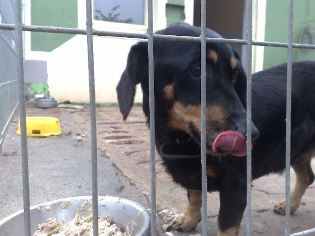 Ta suczka została znaleziona na ulicy w Gorzowie i trafiła do schroniska Azorki. Tak niestety kończą bezdomne zwierzęta.