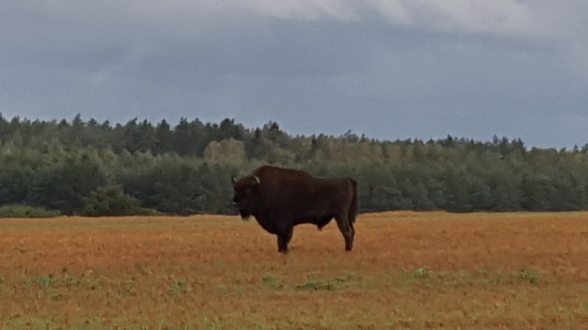 W poniedziałek w godzinach porannych około godz. 6.30 na...