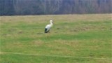 Bocian przyłapany w Kowalewiczkach, niedaleko Darłowa. Idzie wiosna? [ZDJĘCIA/FILM]