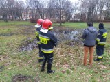 Ktoś rozlał substancję ropopochodną w parku. Szukają sprawcy