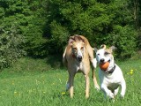 Dwa legalne wybiegi dla psów w Słupsku