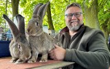 Renato Chieppi hoduje w Polsce króliki. Do domu poleca wyjątkową rasę castorex