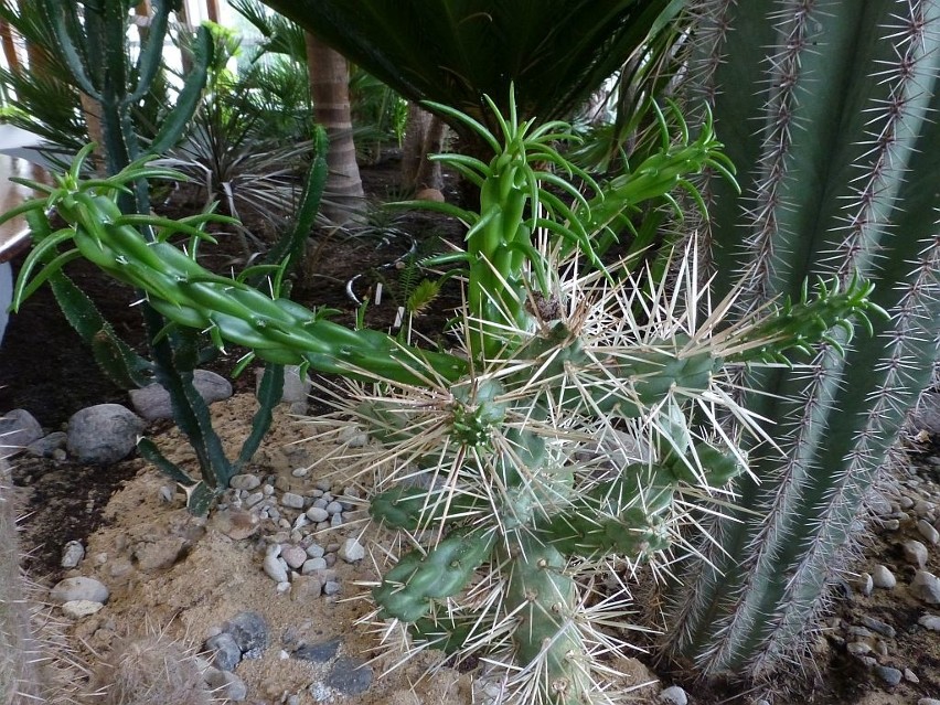 Wpadnij do inowrocławskiej palmiarni. Kwitną kaktusy [zdjęcia]