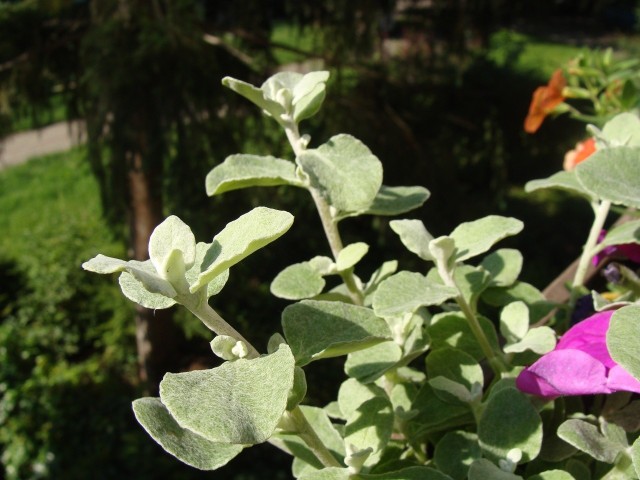 Kocanki włochate mają ładne "filcowe" liście. Bardzo dobrze komponują się z różnymi kwiatami.