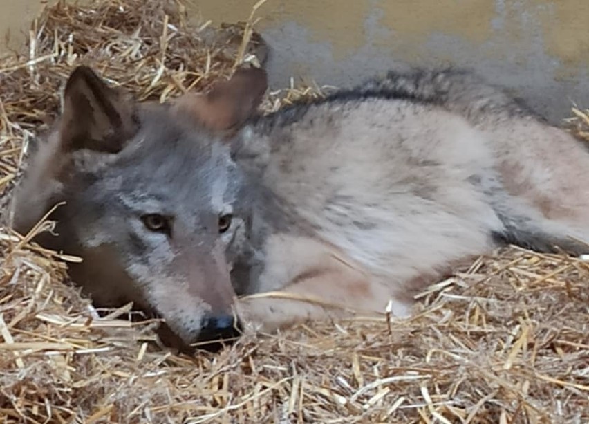 - To bez wątpienia ten sam wilk - mówi Ewa Zgrabczyńska,...