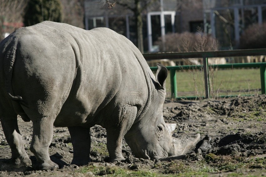 Śląski Ogród Zoologiczny