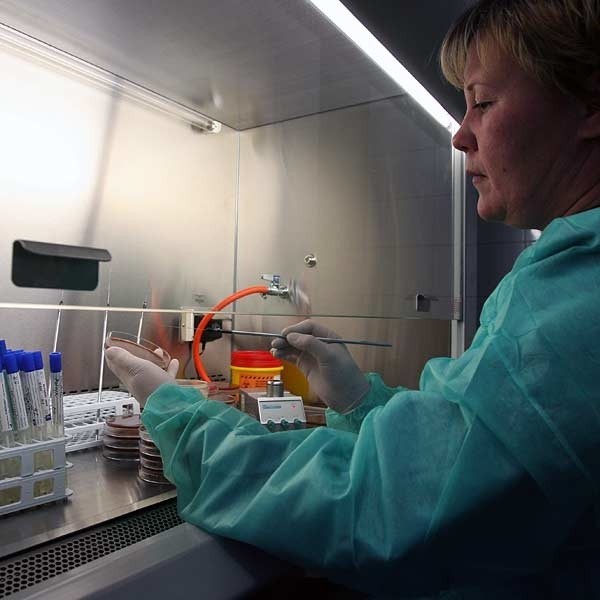 W laboratorium Wojewódzkiej Stacji Sanitarno-Epidemiologicznej w Rzeszowie na bieżąco badane są próbki pobrane od ewentualnych nosicieli groźnej bakterii.