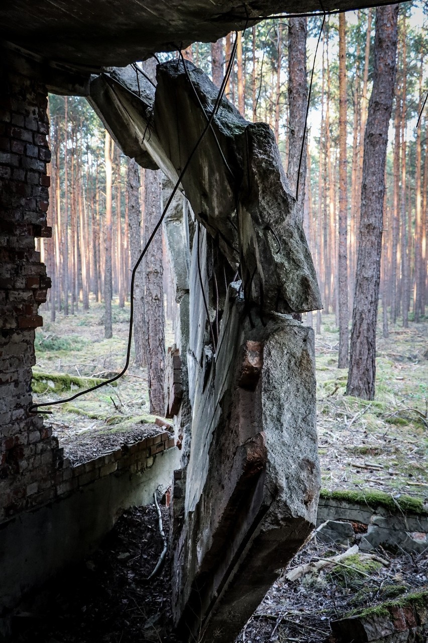 Z lasem pod Nowogrodem Bobrzańskim wiąże się wiele tajemnic,...