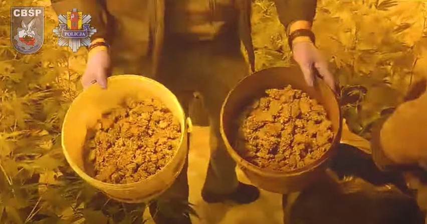 Gigantyczna plantacja marihuany pod Brzezinami. 424 krzaki konopi, 54 sadzonki i kilogramy narkotyków... ZDJĘCIA