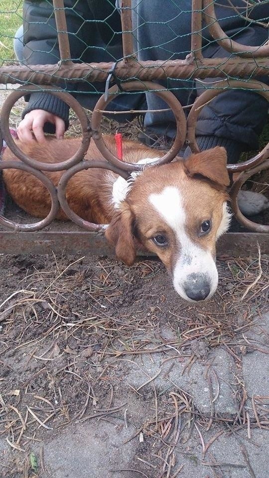 Poznań: Pies uwięziony w bramie. Uratowali go strażacy