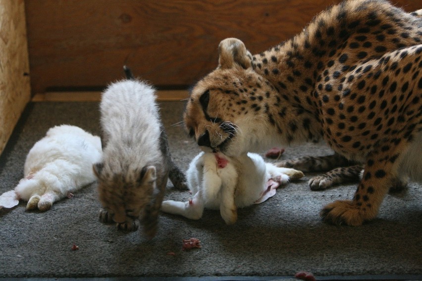 Śląskie gepardy można teraz podglądać siedząc w domu [ZDJĘCIA]