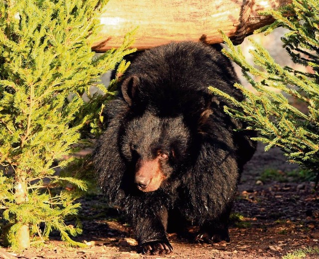 Niedźwiedź brunatny żywi się przede wszystkim roślinami (jagody, jarzębina), ale nie pogardzi mięsem