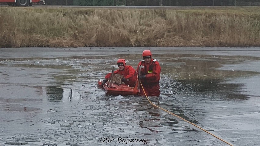 Strażacy z OSP Bojszowy uratowali sarnę uwięzioną na...