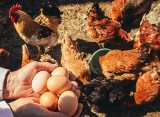 Sieci handlowe sprzedają jaja poniżej cen zakupu? Branża drobiarska nie pozostawia wątpliwości. „Ceny nawet 50 procent niższe”