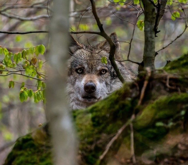 Las to przede wszystkim dom dla dzikich zwierząt i roślin. Jeśli człowiek chociażby spaceruje po lesie, to wkracza na terytorium zwierzyny. W polskich lasach możemy spotkać już nie tylko jelenie czy dziki – coraz częściej pojawiają się w nich wilki. Co zrobić, gdy spotkamy w lesie wilka lub mieszkamy w jego sąsiedztwie? Jak się zachować, czego unikać, kogo powiadomić? Sprawdź w galerii >>>>>