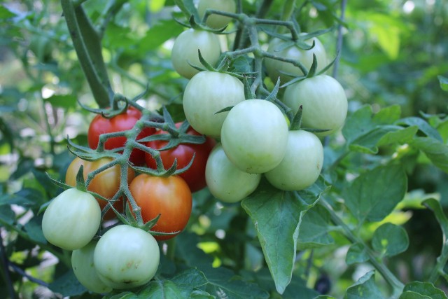 PomidoryTroskliwa pielęgnacja i odpowiednie przycinanie zwiększy plony pomidorów.