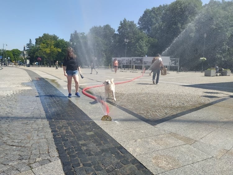 Ola i jej piesek Biscuit wyszli na Rynek Kościuszki na...