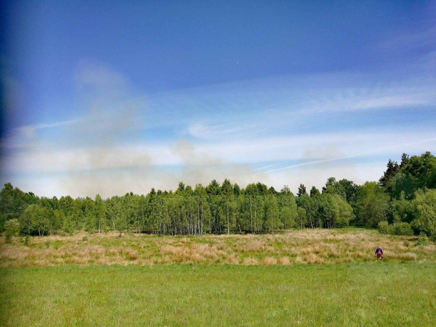 Duży pożar lasu w nadleśnictwo Żelimucha. Spłonęło około 1,5...