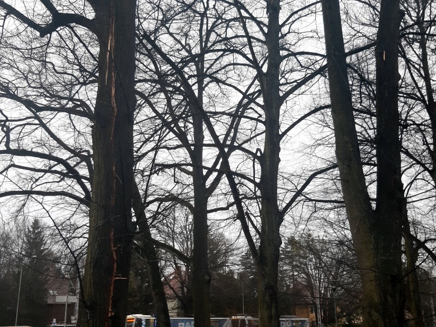 Pierwsza wiosenna burza nad Szczecinem. Piorun trafił w drzewo [ZDJĘCIA]
