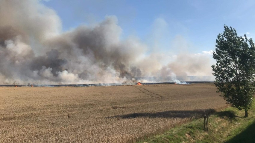 Potężny pożar pod Gierowem. Spaliło się ponad 40 hektarów...