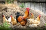 [QUIZ]: Co wiesz o kurach, gęsiach i kaczkach? Sprawdź swoją wiedzę w zakresie drobiu! 