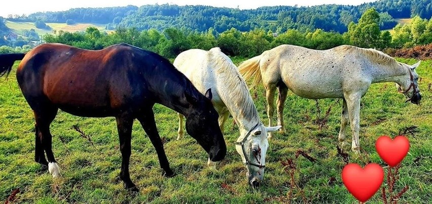 Kurów. Siedem koni ze Stadniny Klimkówka A. Wody nadal w rękach złodziei. Kamery zarejestrowały dwa samochody