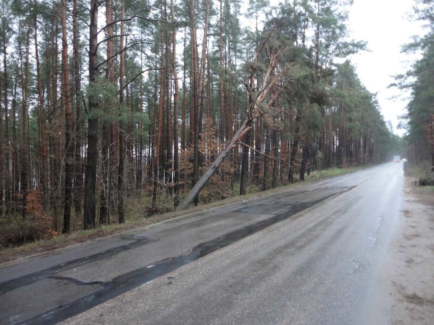 Uszkodzone po nawałnicy drzewo w powiecie kościerskim