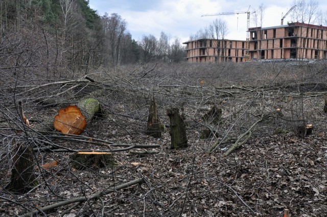 Zamiast ochrony zielonych terenów Lasu Borkowskiego, mieszkańcy obserwują wycinkę drzew i inwestycje