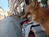 Kobieta z lisem i innymi zwierzętami zbiera drobne na ulicy Krakowskiej w Tarnowskich Górach. Mieszkańcy są oburzeni. Czy to jest etyczne?